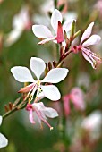 GAURA LINDHEIMERI WHITE ROSE