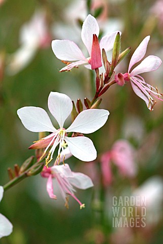 GAURA_LINDHEIMERI_WHITE_ROSE