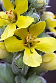 VERBASCUM FLOWER DETAIL