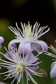 CLEMATIS PRAECOX