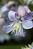 CLEMATIS PRAECOX