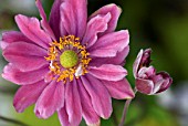 ANEMONE HUPEHENSIS VAR JAPONICA PAMIRA