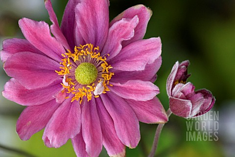 ANEMONE_HUPEHENSIS_VAR_JAPONICA_PAMIRA