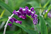 SALVIA LEUCANTHA MIDNIGHT