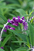 SALVIA LEUCANTHA MIDNIGHT