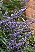 VITEX AGNUS-CASTUS