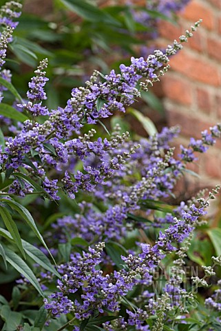 VITEX_AGNUSCASTUS