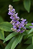 VITEX AGNUS-CASTUS