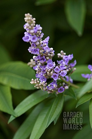 VITEX_AGNUSCASTUS