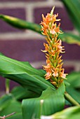 HEDYCHIUM DENSIFLORUM ASSAM ORANGE