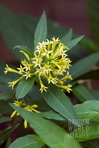 CESTRUM_PAROUI