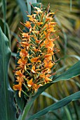 HEDYCHIUM COCCINEUM TARA