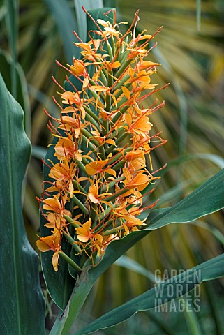 HEDYCHIUM_COCCINEUM_TARA