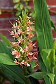 HEDYCHIUM COCCINEUM