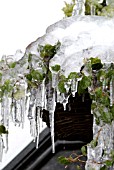ICICLES DRIPPING ONTO HANGING BASKET