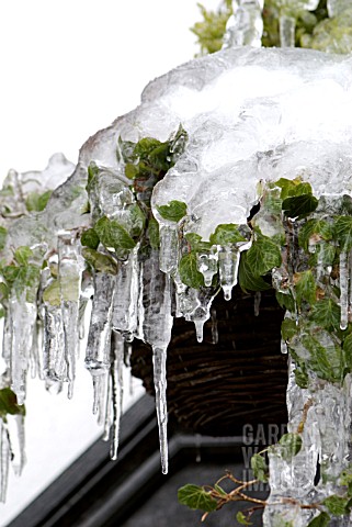 ICICLES_DRIPPING_ONTO_HANGING_BASKET