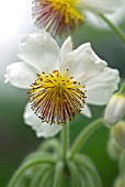 SPARRMANNIA AFRICANA