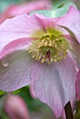 HELLEBORUS WALBERTONS ROSEMARY