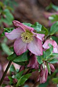 HELLEBORUS WALBERTONS ROSEMARY