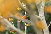 HAMAMELIS INTERMEDIA WITH ROBIN