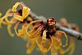 HAMAMELIS X INTERMEDIA ORANGE PEEL