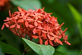 IXORA WILLIAMSII