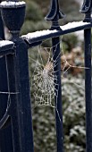 SPIDERS WEB ON GARDEN RAILINGS