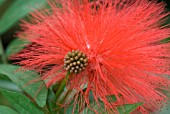 CALLIANDRA HAEMATOCEPHALA