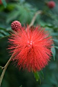 CALLIANDRA HAEMATOCEPHALA