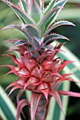 ANANAS COMOSUS VAR VARIEGATUS