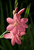 SCHIZOSTYLIS COCCINEA SALMON CHARM