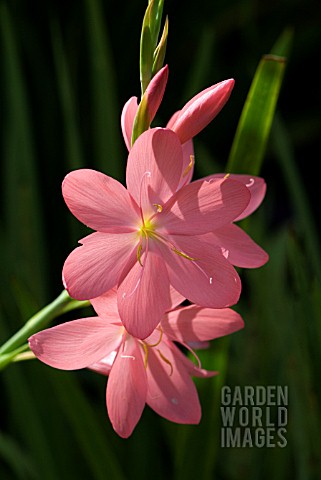 SCHIZOSTYLIS_COCCINEA_SALMON_CHARM