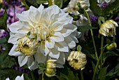 DAHLIA WHITE ALVAS