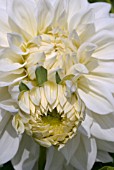 DAHLIA WHITE ALVAS