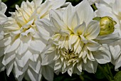 DAHLIA WHITE ALVAS