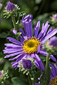 ASTER AMELLUS GRUNDER