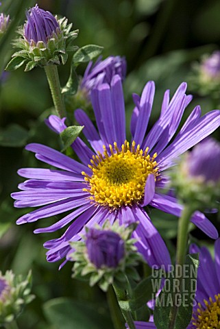 ASTER_AMELLUS_GRUNDER