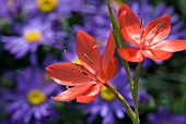 SCHIZOSTYLIS