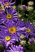 ASTER AMELLUS  KING EORGE