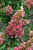 HYDRANGEA PANICULATA PINKY WINKY