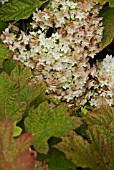 HYDRANGEA QUERCIFOLIA BRIDO