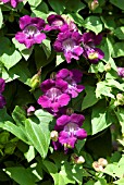 LOPHOSPERMUM SCANDENS MYSTIC PURPLE