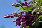 LOPHOSPERMUM SCANDENS MYSTIC PURPLE