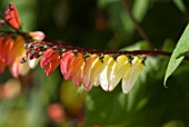 IPOMOEA LOBATA