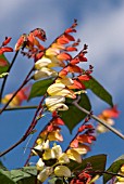 IPOMOEA LOBATA