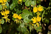 TROPAEOLUM PEREGRINUM