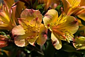 ALSTROEMERIA PRINCESS ARIANA ZAPRIARI