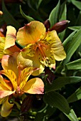 ALSTROEMERIA PRINCESS ARIANE ZAPRIARI