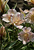 ALSTROEMERIA FABIANA ZAPRIFABI