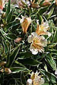 ALSTROEMERIA FABIANA ZAPRIFABI